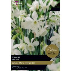 Taylors Bulbs Narcissus Thalia