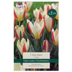 Tulip The First 7 Pack - Taylor's Bulbs