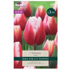 Tulip Timeless  - Taylor's Bulbs