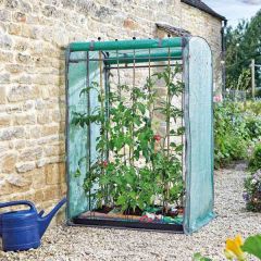 Tomato GroZone Max - Double Sided - Smart Garden