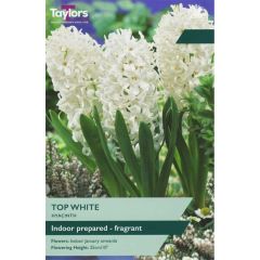 Taylors Bulbs Hyacinth Top White