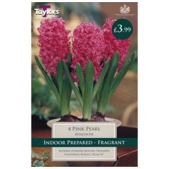 Indoor Hyacinth Pink Pearl 3pk - GC-TAYLORS