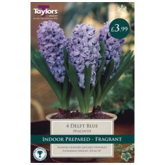 Indoor Hyacinth Delft Blue 3pk - GC-TAYLORS