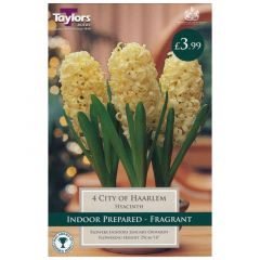 Indoor Hyacinth Cty Of Haarlem - GC-TAYLORS