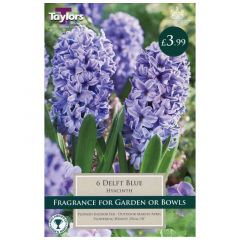 Garden Hyacinth Delft Blue 6pk - GC-TAYLORS