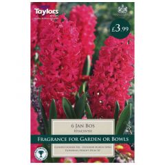 Garden Hyacinth Jan Bos 6pk - GC-TAYLORS