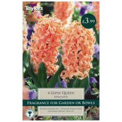 Hyacinth Gypsy Queen 4 Pack - GC-TAYLORS