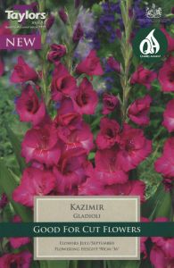 Gladioli Kazimir 10 Pack - Taylor's Bulbs