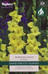 Gladioli Morning Gold 10 Pack - Taylor's Bulbs