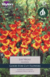 Gladioli Nanus Las Vegas 10 Pack - Taylors Bulbs