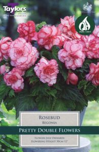Begonia Rosebud Exotic 3 Pack - Taylors Bulbs
