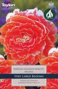 Begonia Sugardip Apricot 2 Pack - Taylor's Bulbs