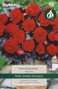 Begonia Switzerland 3 Pack - Taylors Bulbs