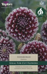 Dahlia Edinburgh - Taylor's Bulbs