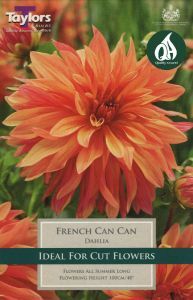 Dahlia French Can-Can 1 Pack - Taylors Bulbs