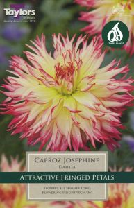 Dahlia Caproz Josephine - Taylor's Bulbs