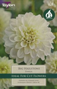 Dahlia Big Hailstone - Taylor's Bulbs