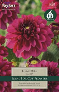 Dahlia Lilac Bull - Taylor's Bulbs