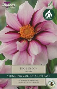 Dahlia Edge Of Joy 1 Pack - Taylors Bulbs