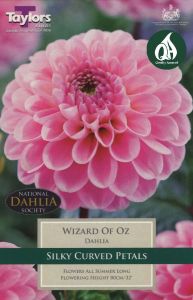 Dahlia Wizard Of Oz 1 Pack - Taylors Bulbs