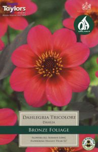 Dahlia Dahlegria Tricolore - Taylor's Bulbs