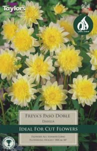 Dahlia Freyas Paso Doble - Taylor's Bulbs