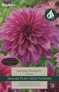 Dahlia Arthur Hambley - Taylor's Bulbs
