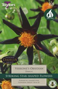 Dahlia Verrone's Obsidian 1 Pack - Taylors Bulbs