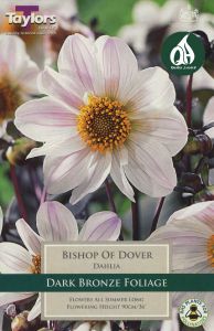 Dahlia Bishop Of Dover 1 Pack - Taylors Bulbs