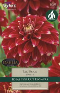 Dahlia Red Rock - Taylor's Bulbs
