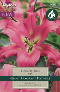 Lily Touchstone - Taylor's Bulbs