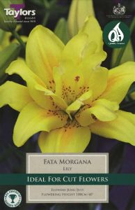 Lily Fata Morgana - Taylor's Bulbs