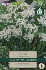 Allium Neapolitanum - Taylor's Bulbs