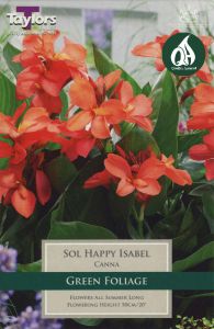 Canna Sol Happy Isabel 1 Pack - Taylors Bulbs