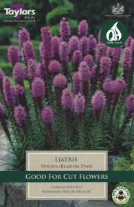Liatris Spicata 10 Pack - Taylor's Bulbs
