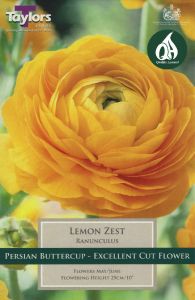 Ranunculus Lemon Zest - Taylor's Bulbs