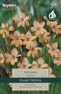 Tritonia Laxifolia 10 Pack - Taylors Bulbs
