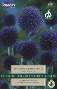 Echinops Veitchs Blue - Taylor's Bulbs