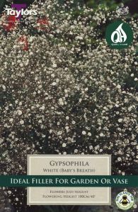 Gypsophila White - Taylor's Bulbs