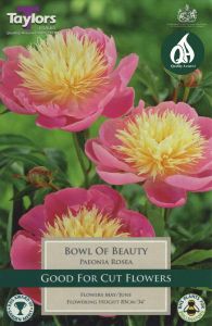 Rosea Bowl Of Beauty - Taylor's Bulbs