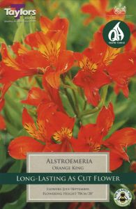 Alstroemeria Orange King - Taylor's Bulbs