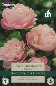 Sarah Bernhardt - Taylor's Bulbs