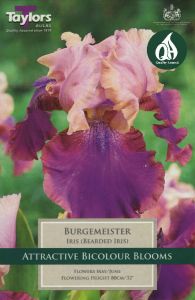 Iris Burgemeister - Taylor's Bulbs