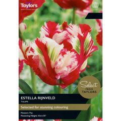 Taylors Bulbs Tulip Estella Rijnveld