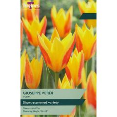 Taylors Bulbs Tulip Giuseppe Verdi