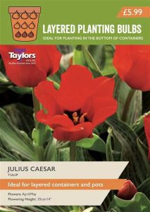 Taylors Bulbs Tulip Julius Caesar