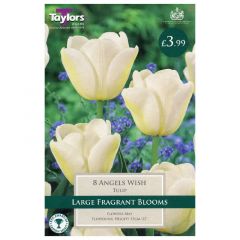 Tulip Angels Wish  - Taylor's Bulbs