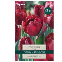 Tulip Antraciet  - Taylor's Bulbs