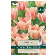 Tulip Apricona - Taylor's Bulbs