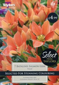 Tulip Batalinii Salmon Gem 7 Pack - Taylors Bulbs